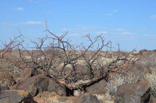 Commiphora-sp-black-stem-PV2681-Marsabit-to-North-Horr-GPS169-Kenya-2014 0696