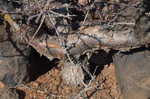 Commiphora-sp-black-stem-PV2681-Marsabit-to-North-Horr-GPS169-Kenya-2014 0697