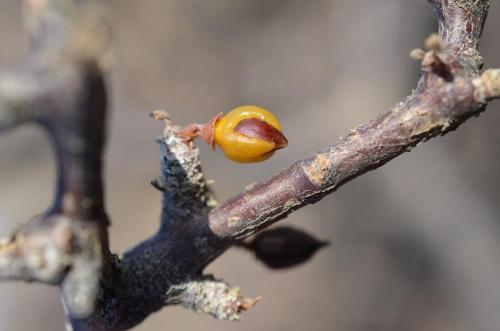 Commiphora-sp-black-stem-PV2681-Marsabit-to-North-Horr-GPS169-Kenya-2014 0700