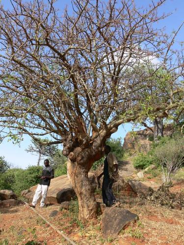 Commiphora-sp-long-flower-Ghazi-GPS163-Kenya-2012 PV0205