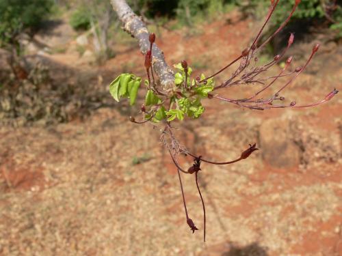 Commiphora-sp-long-flower-Ghazi-GPS163-Kenya-2012 PV0206