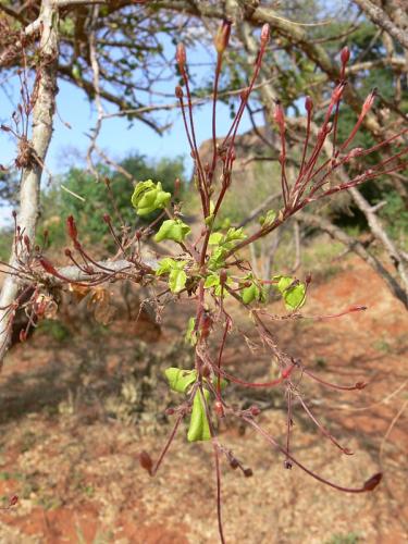 Commiphora-sp-long-flower-Ghazi-GPS163-Kenya-2012 PV0207