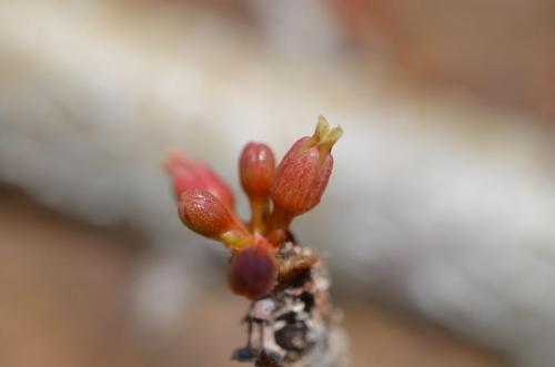 Commiphora-sp-stolons-Logologo-GPS168-Kenya-2014 0496