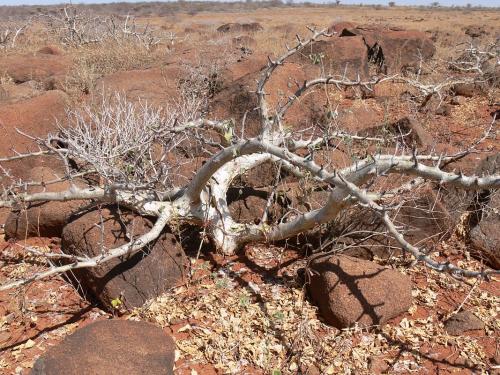 Commiphora-sp-stolons-Logologo-GPS169-Kenya-2012 PV0508