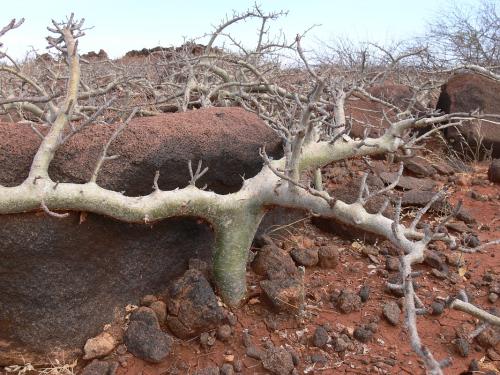 Commiphora-sp-stolons-Logologo-GPS169-Kenya-2012 PV1164