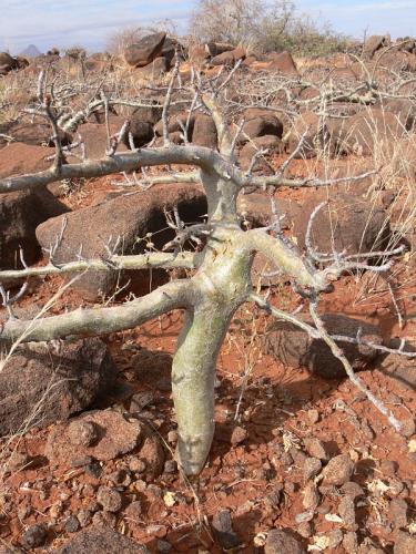 Commiphora-sp-stolons-Logologo-GPS169-Kenya-2012 PV1168