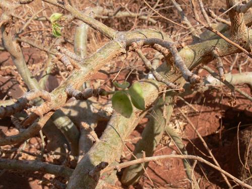 Commiphora-sp-stolons-Logologo-GPS169-Kenya-2012 PV1173