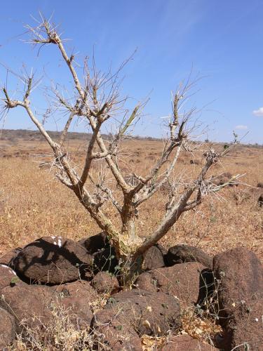 Commiphora-unilobata-Logologo-GPS169-Kenya-2012 PV0500