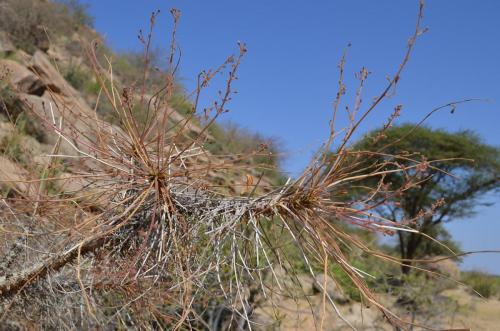 Commiphora-unilobata-Merille-GPS168-v-2012-Kenya-2014 0410