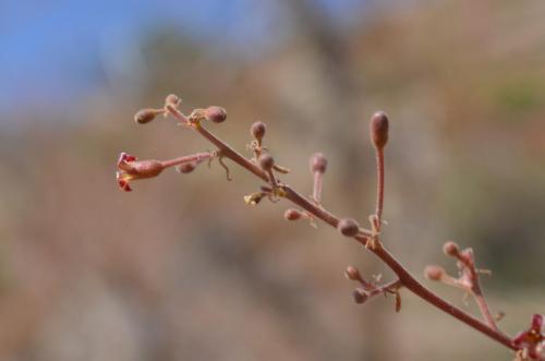 Commiphora-unilobata-Merille-GPS168-v-2012-Kenya-2014 0413