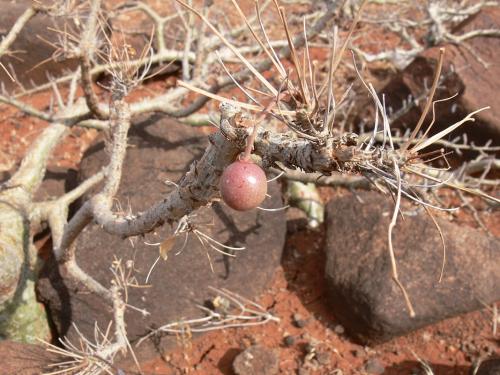 Commiphora-unilobata-PV2516-Logologo-GPS169-Kenya-2012 PV1171