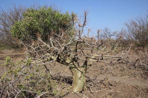 Commiphora-unilobata-PV2704-Adadi-zapadne-GPS172-Kenya-2014-Christian-IMG 2601