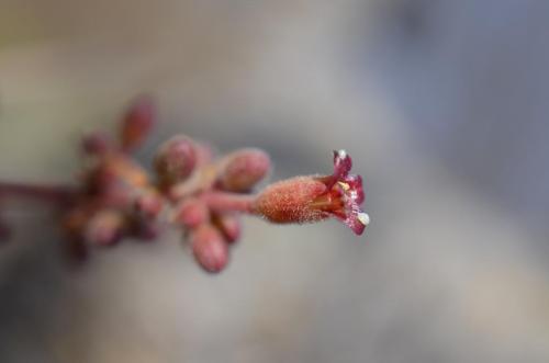 Commiphora-unilobata-PV2704-Adadi-zapadne-GPS172-Kenya-2014 1010