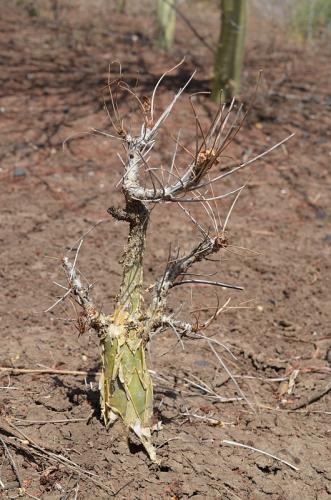 Commiphora-unilobata-PV2704-Adadi-zapadne-GPS172Kenya-2014 1228