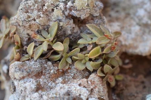 Crassula-sp-Marsabit-severne-Gof-Choba-GPS171-Kenya-2014 1395