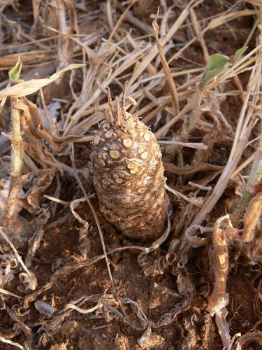 Dorstenia-lancifolia-Ghazi-u-skoly-Kenya-2012 PV0250