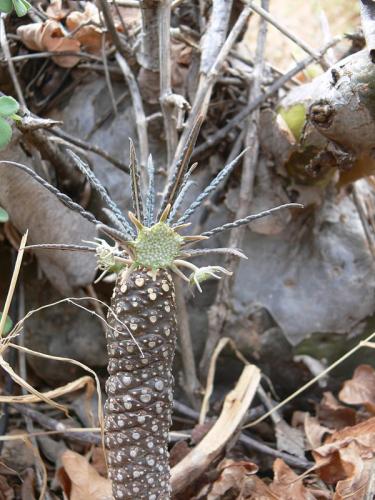 Dorstenia-lancifolia-Ghazi-u-skoly-Kenya-2012 PV1600