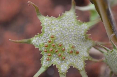 Dorstenia-lancifolia-Ghazi-u-skoly-Kenya-2014 1876