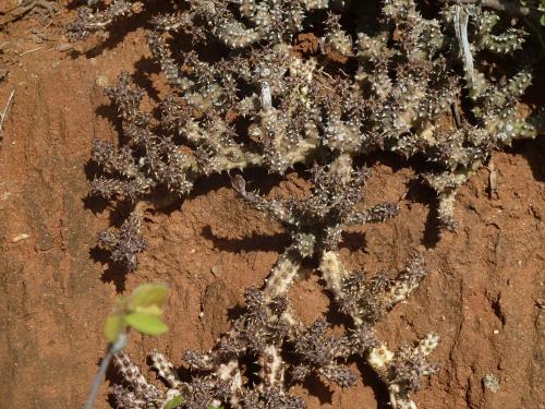 Edithcolea-grandis-Ghazi-GPS163-Kenya-2012-Kazungu-P1000388