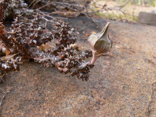 Edithcolea-grandis-Ghazi-Kenya-2012 PV1588