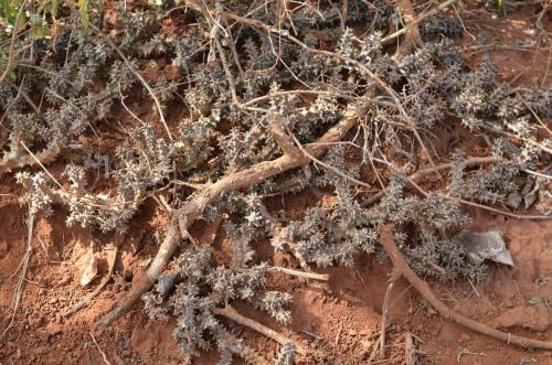 Edithcolea-grandis-Kasigau-to-Marunga-Kenya-2014 1720