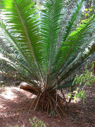 Encephalartos-hildebrandtii-Arabuko-Kenya-2012 PV1743