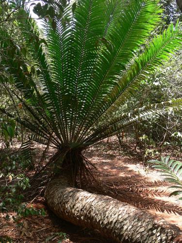 Encephalartos-hildebrandtii-Arabuko-Kenya-2012 PV1745