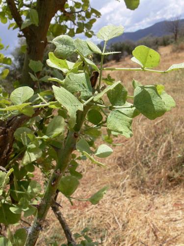 Erythrina-sp-Isiolo-vychodne-Kenya-2012 PV1254