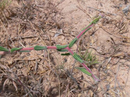 Euphorbia-aff-cuneata-Kiritiri-GPS167-Kenya-2012 PV0411