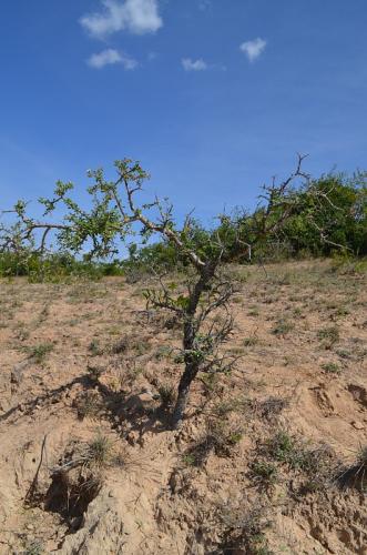 Euphorbia-aff-cuneata-Kiritiri-GPS167-z-2012-Kenya-2014 0240