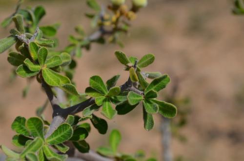 Euphorbia-aff-cuneata-Kiritiri-GPS167-z-2012-Kenya-2014 0242