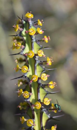 Euphorbia-aff-petraea-Turbi-GPS170-Kenya-2014 0891