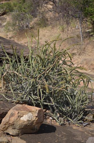 Euphorbia-aff-petraea-Turbi-GPS170-Kenya-2014 0910