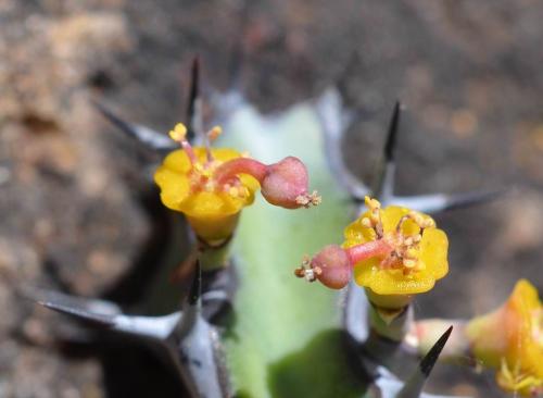 Euphorbia-aff-petraea-Turbi-GPS170-Turbi-GPS170-Kenya-2014 1311-vyrez