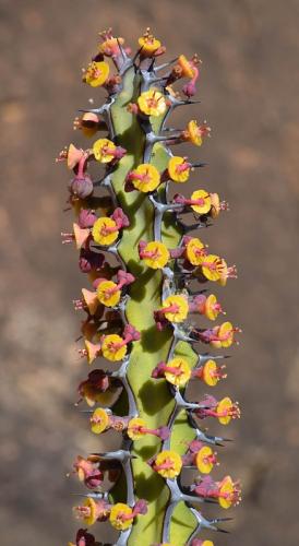 Euphorbia-aff-petraea-Turbi-GPS170-Turbi-GPS170-Kenya-2014 1327