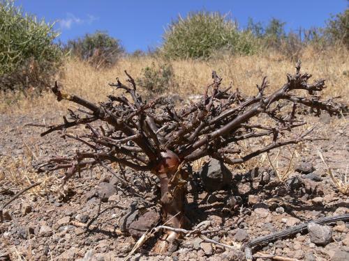 Euphorbia-aff-polyantha-Marsabit-Gof-Choba-GPS170-Kenya-2012 PV0641