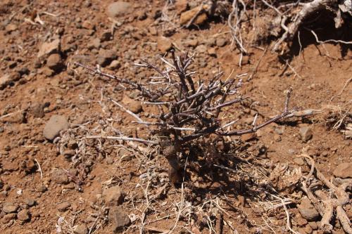 Euphorbia-aff-polyantha-Marsabit-Gof-Choba-Kenya-2014-Christian-IMG 2099