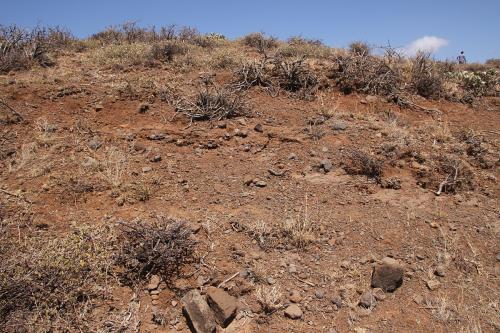 Euphorbia-aff-polyantha-Marsabit-Gof-Choba-Kenya-2014-Christian-IMG 2114