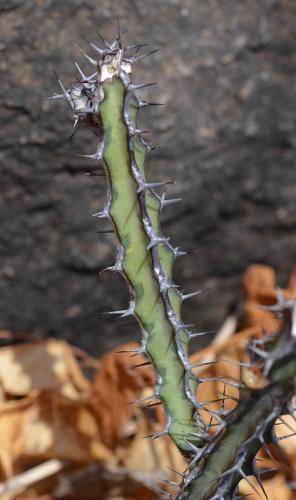 Euphorbia-aff-scarlatiana heterospina-baringoensis-Adadi-village-kopec-nad-vesnici-Kenya-2014 1205