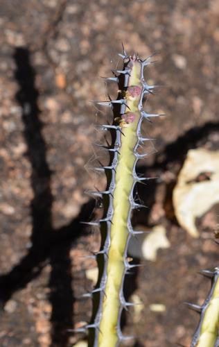 Euphorbia-aff-scarlatiana heterospina-baringoensis-Adadi-village-kopec-nad-vesnici-Kenya-2014 1211