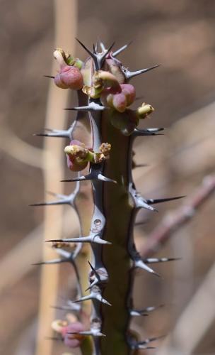 Euphorbia-aff-scarlatiana heterospina-baringoensis-Adadi-village-kopec-nad-vesnici-Kenya-2014 1212