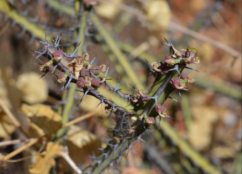 Euphorbia-aff-scarlatiana heterospina-baringoensis-Adadi-village-kopec-nad-vesnici-Kenya-2014 1216