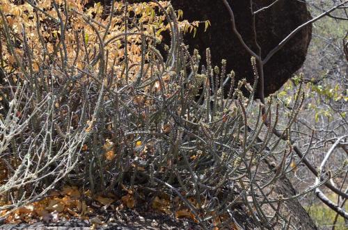 Euphorbia-aff-scarlatiana heterospina-baringoensis-Adadi-village-kopec-nad-vesnici-Kenya-2014 1218