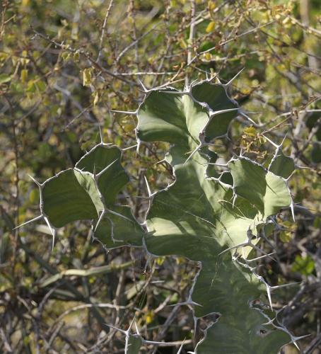 Euphorbia-breviarticulata-Langobaya-GPS188-Kenya-2014-Christian-IMG 3859