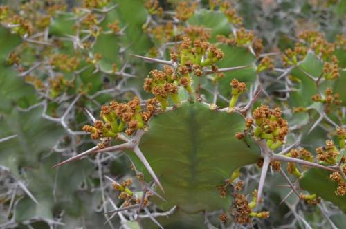 Euphorbia-breviarticulata-Wangala-Kenya-2014 0031