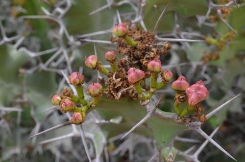 Euphorbia-breviarticulata-Wangala-Kenya-2014 0032