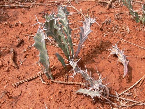 Euphorbia-buruana-Maktau-GPS184-Kenya-2012 PV1450