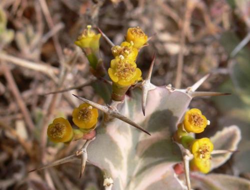 Euphorbia-buruana-Maktau-GPS184-Kenya-2012 PV1455