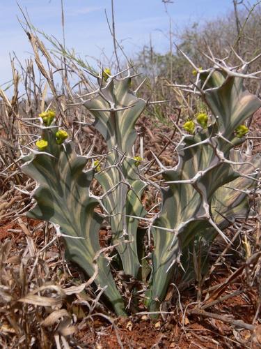 Euphorbia-buruana-Maktau-GPS184-Kenya-2012 PV1477