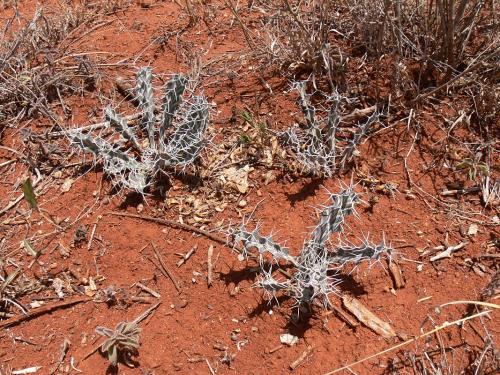 Euphorbia-buruana-Maktau-GPS184-Kenya-2012 PV1518